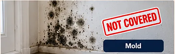 Mold growth spreading across a wall near a window frame